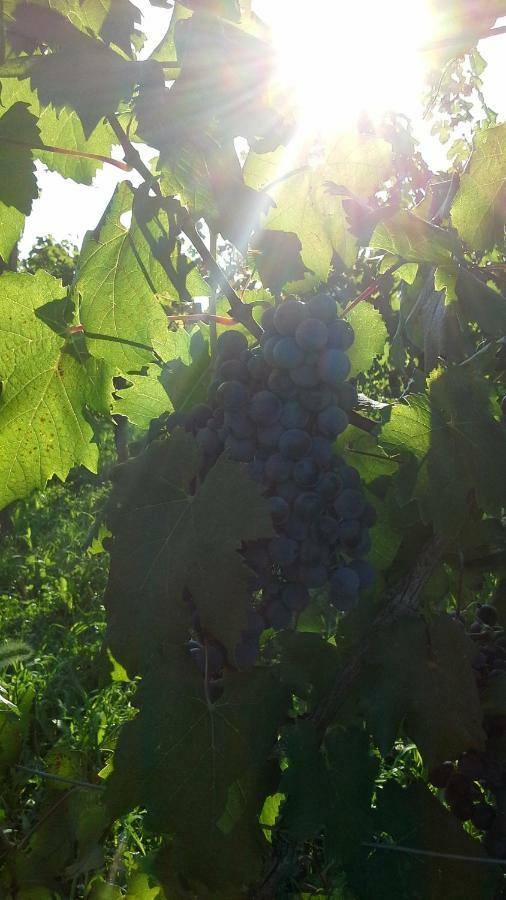 Agriturismo Le Giarine Fogliano Redipúglia Екстериор снимка